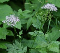 Chaerophyllum hirsutum