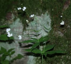 Ranunculus platanifolius