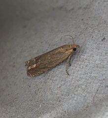 Lathronympha strigana