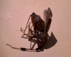 Closterotomus biclavatus