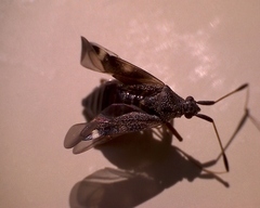 Closterotomus biclavatus