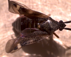 Closterotomus biclavatus