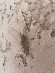 Saperda calcarata