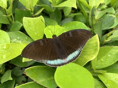 Tanaecia whiteheadi