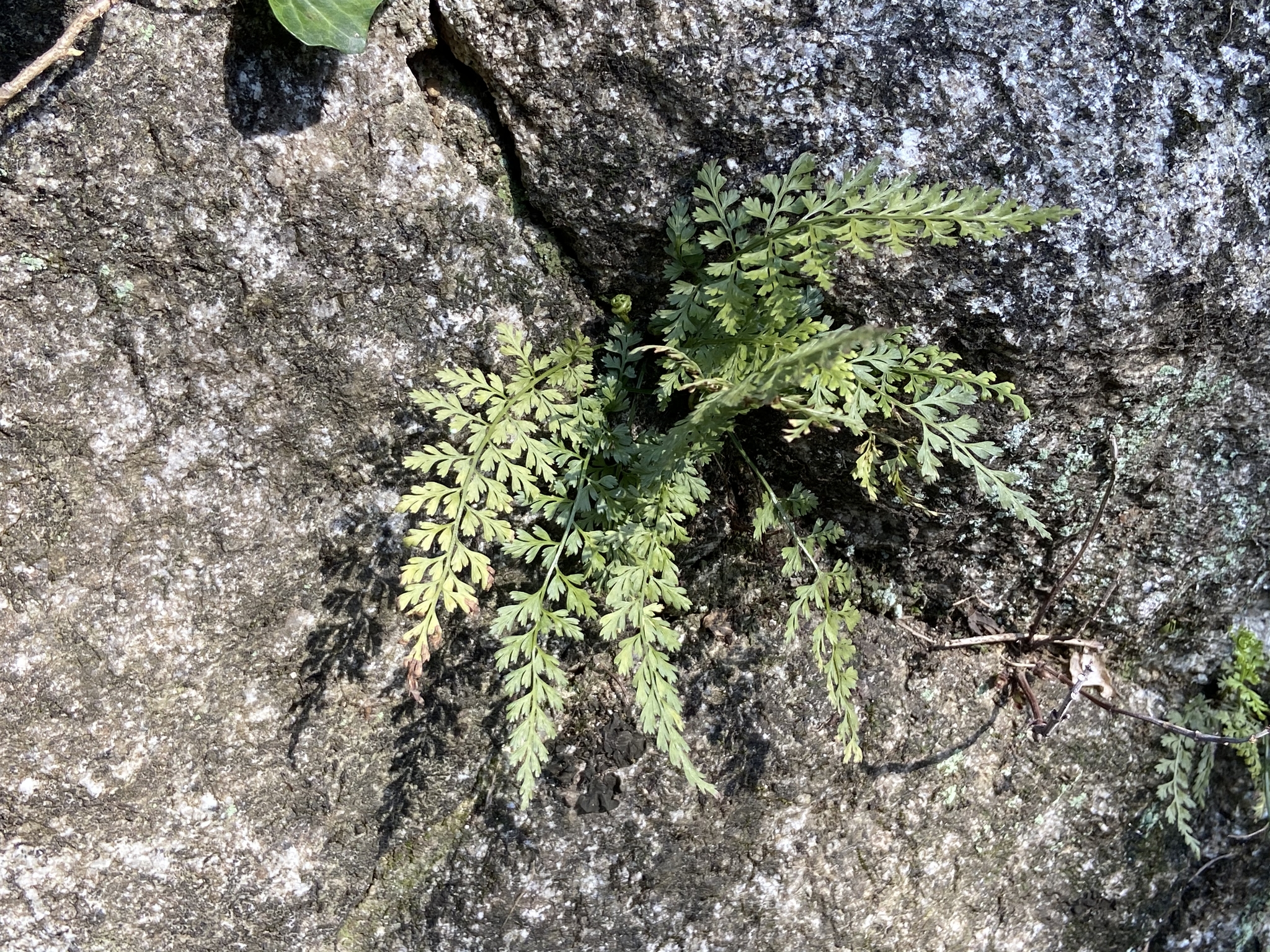 Compost Plant Spore Asplenium anogrammoides - Growing Guide & Care Tips | BioGardens.org
