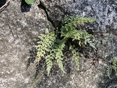 Asplenium anogrammoides