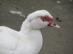 Cairina moschata domestica