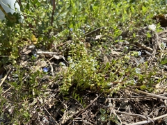 Trigonotis peduncularis