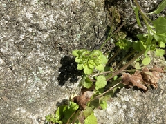 Chrysosplenium japonicum