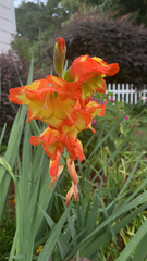Gladiolus dalenii