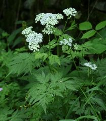 Chaerophyllum hirsutum