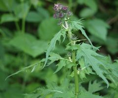 Cirsium alsophilum