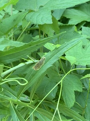 Nemorimyza posticata