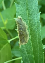 Nemorimyza posticata