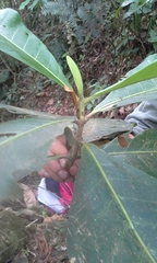 Elaeagia