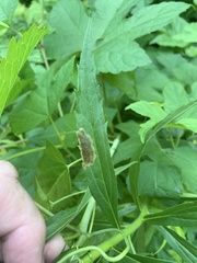 Nemorimyza posticata