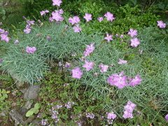 Dianthus gratianopolitanus