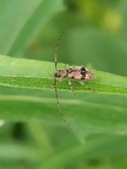 Leiopus femoratus