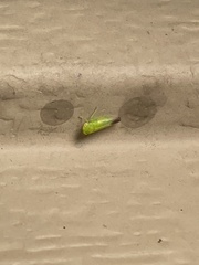 Populicerus gillettei