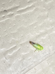 Populicerus gillettei