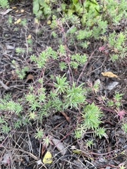 Enchylaena tomentosa