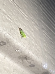 Populicerus gillettei