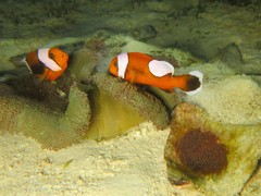 Amphiprion polymnus