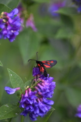 Zygaena viciae