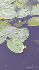 Nuphar lutea