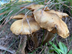 Armillaria luteobubalina