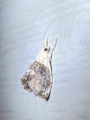 Lipocosmodes fuliginosalis