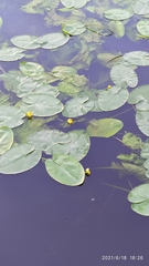 Nuphar lutea