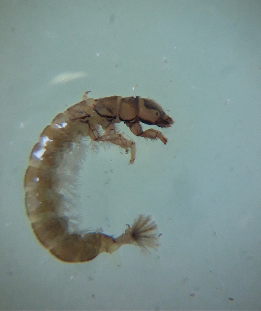 Hydropsyche bulgaromanorum