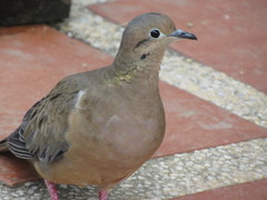Zenaida auriculata