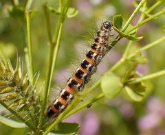 Acronicta geographica