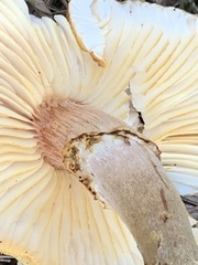 Armillaria luteobubalina