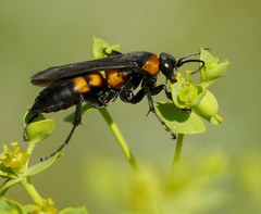 Eoferreola erythraea