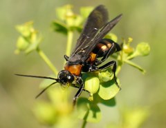 Eoferreola erythraea