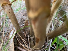 Armillaria luteobubalina