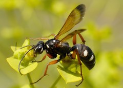 Cryptocheilus variabilis