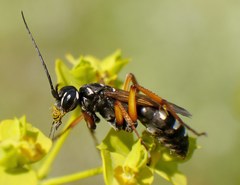 Cryptocheilus variabilis