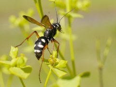 Cryptocheilus variabilis