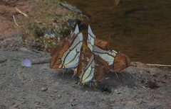 Polyura eudamippus