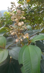 Miconia dodecandra