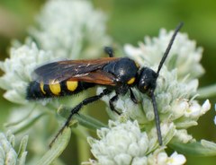 Scolia fuciformis