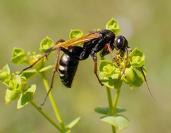 Cryptocheilus octomaculatus