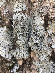 Heterodermia hypoleuca