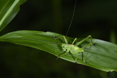 Hexacentrus unicolor