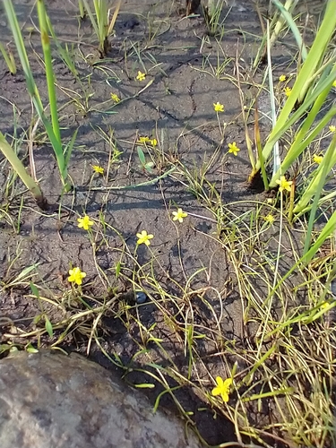 greater creeping spearwort (Ranunculus flammula)