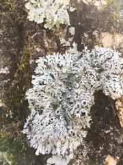 Heterodermia hypoleuca